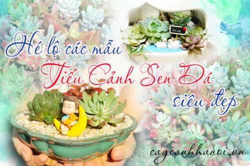 Các mẫu tiểu cảnh sen đá đẹp