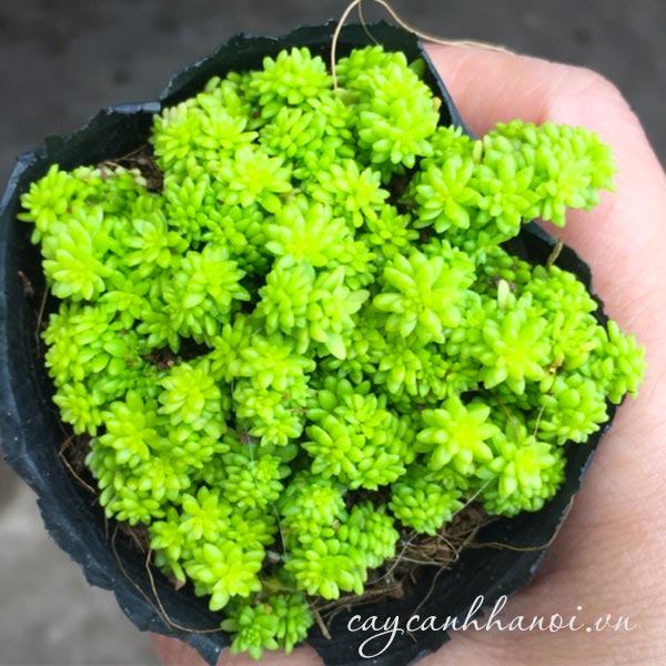 Cây Sen đá sedum dạ quang