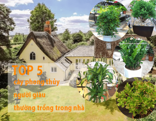 top 5 cây phong thủy người giàu hay trồng