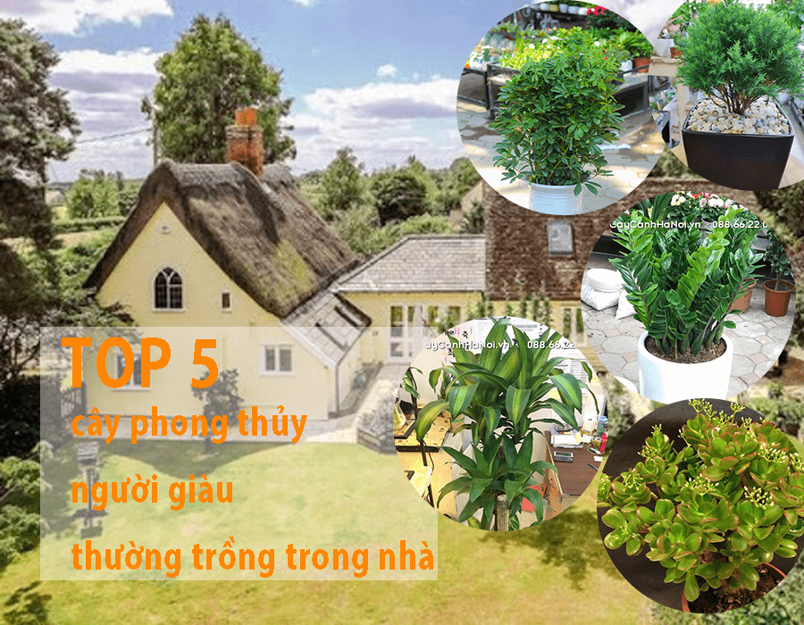 top 5 cây phong thủy người giàu hay trồng 