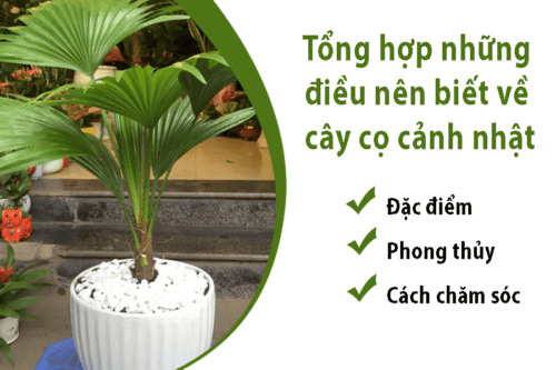 Tổng hợp những điều nên biết về cây cọ cảnh nhật