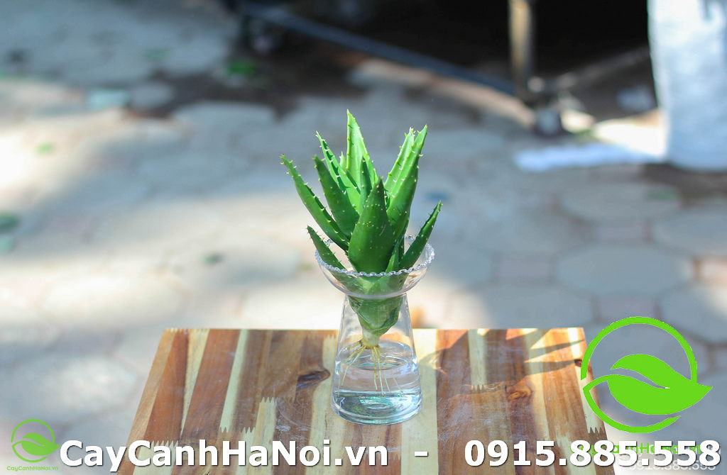 cây nha đam thủy sinh