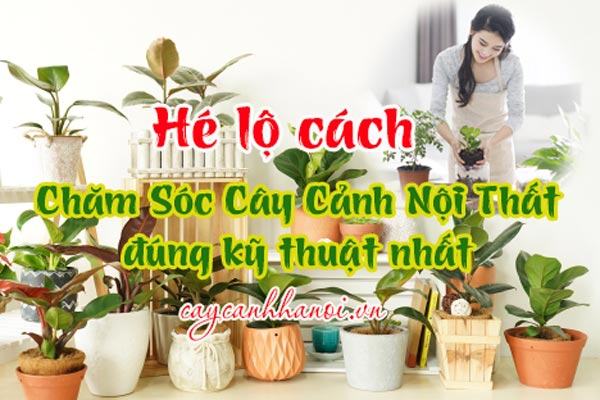 Cách chăm sóc cây cảnh nội thất