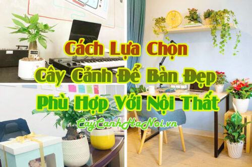 Cách lựa chọn cây cảnh để bàn đẹp