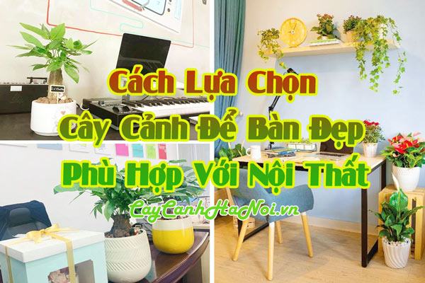 Cách lựa chọn cây cảnh để bàn đẹp