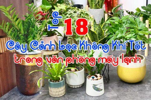 Cây cảnh lọc không khí tốt