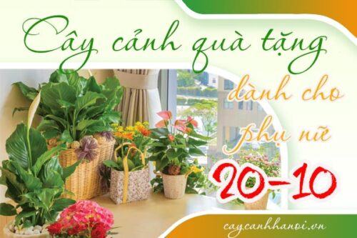 Cây cảnh quà tặng 20-10 dành cho người phụ nữ