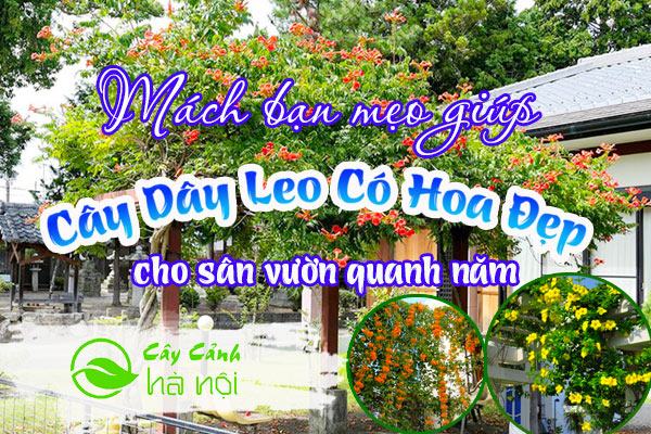 Cây dây leo có hoa đẹp