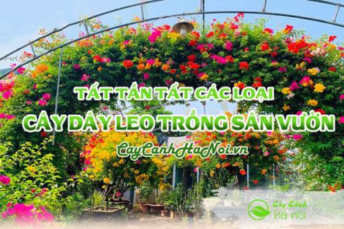 Cây dây leo trồng sân vườn