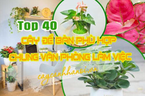 Cây để bàn chưng văn phòng làm việc