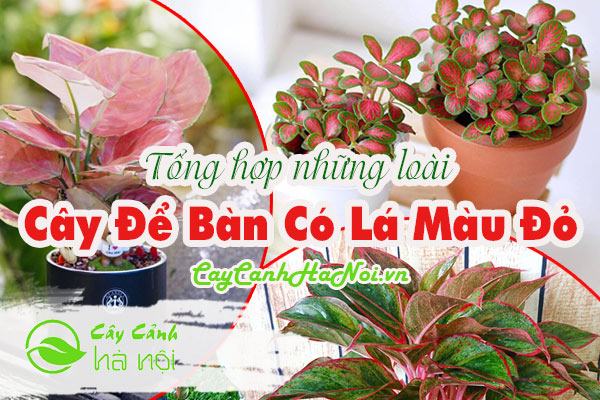 Tất tần tật về cây để bàn có lá màu đỏ