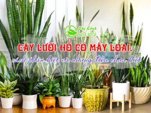 Cây lưỡi hổ có mấy loại và cách phân biệt từng loại