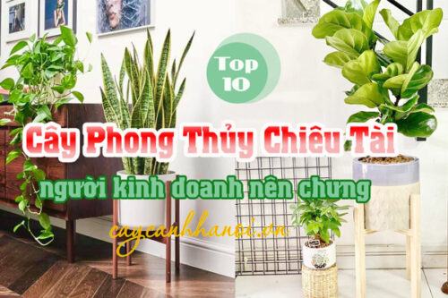 Cây cảnh chiêu tài người kinh doanh nên chưng