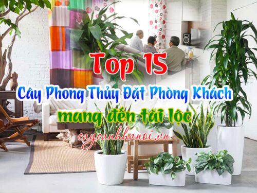 Top 15 loại cây phong thủy đặt phòng khách