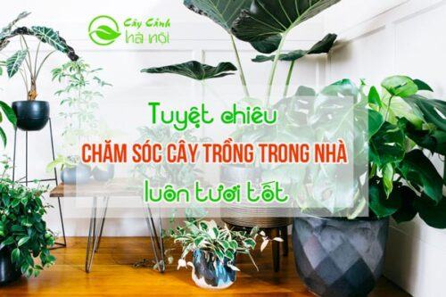 Chăm sóc cây cảnh trồng trong nhà luôn tươi tốt