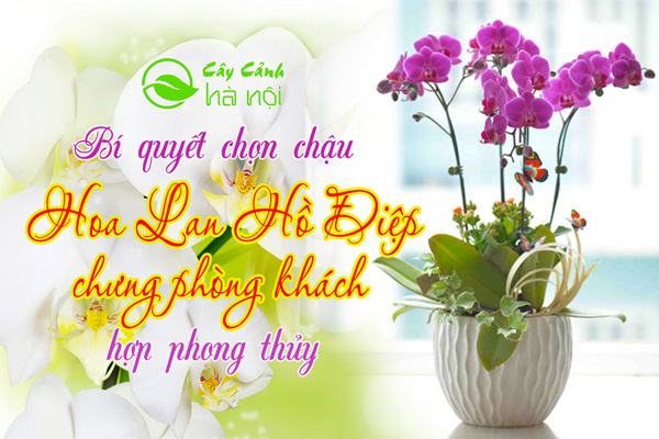 Chọn chậu hoa lan hồ điệp chưng phòng khách