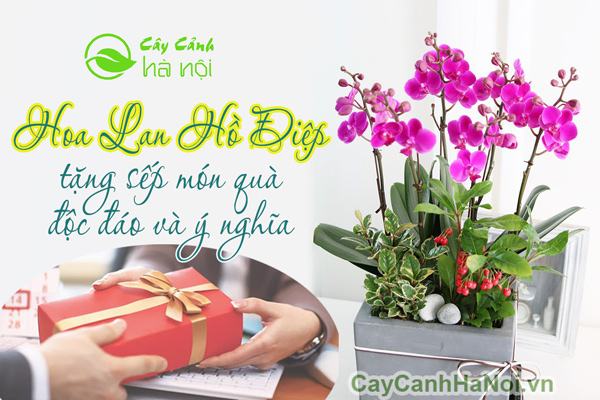 Hoa lan hồ điệp tặng sếp quà tặng độc đáo và ý nghĩa