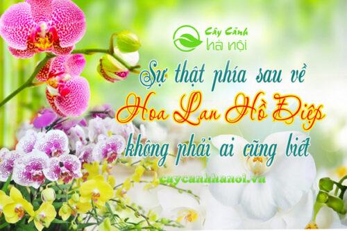 Sự thật phía sau về Hoa Lan Hồ Điệp không phải ai cũng biết