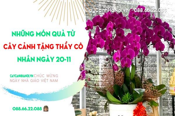 Cây cảnh tặng thầy cô nhân ngày 20/11