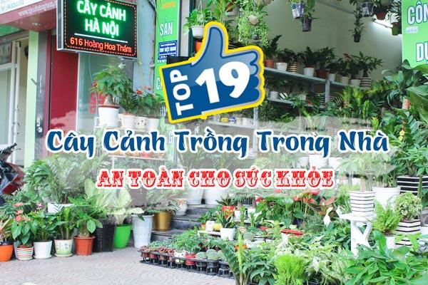 Cây cảnh trồng trong nhà an toàn cho sức khỏe