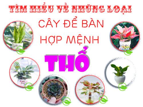 Cây để bàn hợp mệnh Thổ