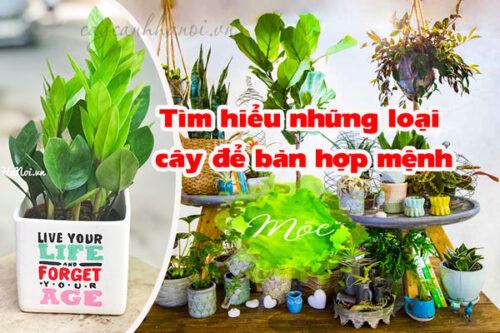 Cây để bàn hợp phong thủy người mệnh Mộc