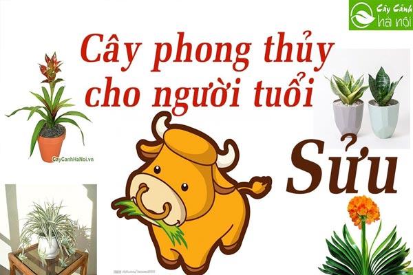 Cây phong thủy hợp người Tuổi Sửu