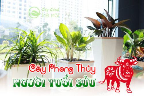 Cây phong thủy người tuổi Sửu