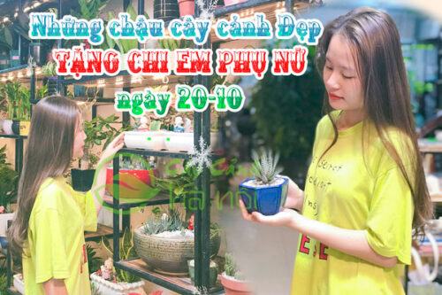 Chậu cây cảnh đẹp tặng chị em phụ nữ