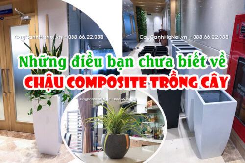 Chậu composite trồng cây