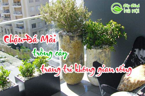 Chậu đá mài trồng cây trang trí không gian sống