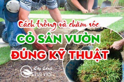 Trồng và chăm sóc cỏ sân vườn