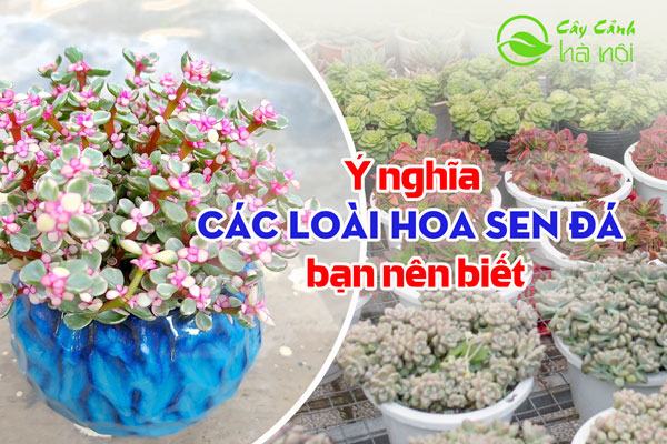 Ý nghĩa các loài hoa sen đá