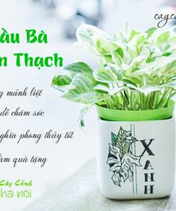 Cây cảnh Hà Nội cung cấp cây trầu bà cẩm thạch để bàn