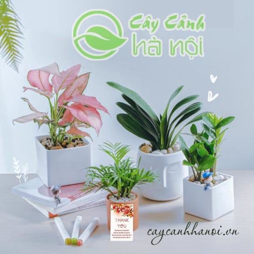 Cây Cảnh Hà Nội hân hạnh phục vụ quý khách!