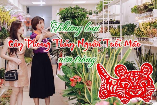 Cây cảnh phong thủy người tuổi Mão nên trồng