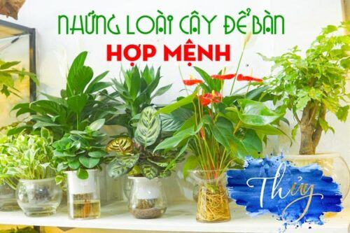 Cây cảnh để bàn hợp mệnh Thủy