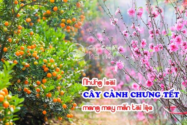 Cây hoa cảnh chưng ngày Tết