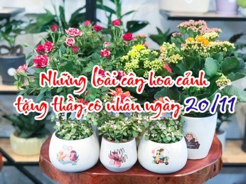 Cây hoa cảnh tặng thầy cô nhân ngày 20/11