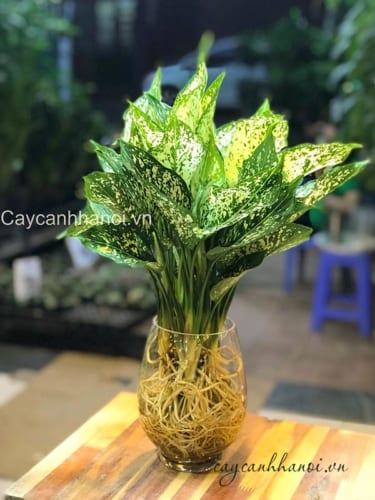 Cây ngọc ngân trồng thủy canh