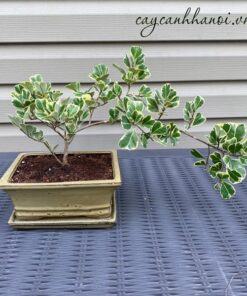 Cây si thái lan trồng bonsai