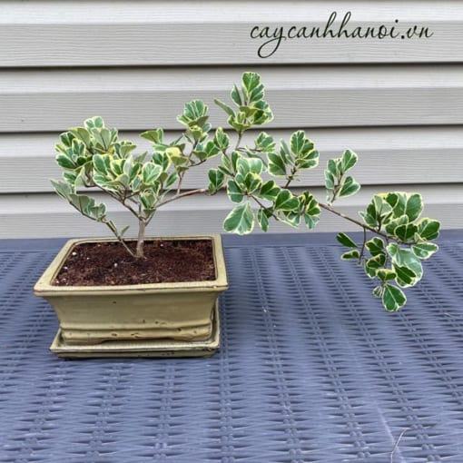 Cây si thái lan trồng bonsai