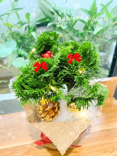 Cây trắc xoắn trang trí noel