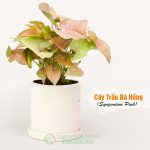 Cây Trầu Bà Hồng – Syngonium Pink