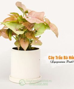 Cây trâu bà hồng trồng chậu sứ trắng