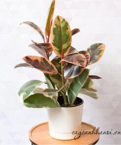 Đa đại phúc Ficus Ruby – đa cẩm thạch đỏ