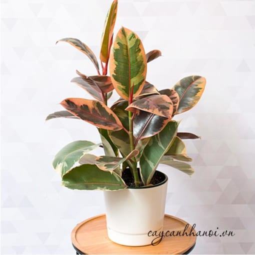 Đa đại phúc Ficus Ruby – đa cẩm thạch đỏ