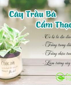 Đặc điểm cây trầu bà cẩm thạch