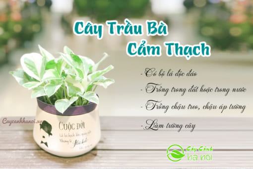 Đặc điểm cây trầu bà cẩm thạch