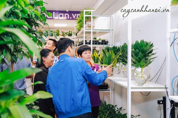 Lựa chọn cây cảnh cho người Bính Thìn